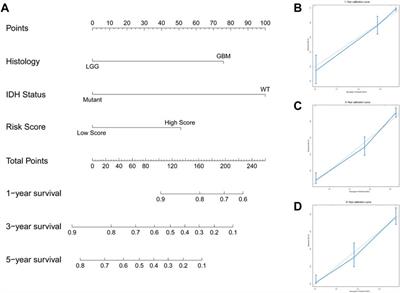 Interferon gamma-related gene signature based on anti-tumor immunity predicts glioma patient prognosis